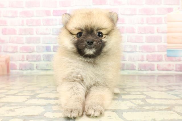 東京都のポメラニアン (Coo&RIKU東久留米店/2025年10月6日生まれ/女の子/オレンジ)の子犬の1枚目の画像