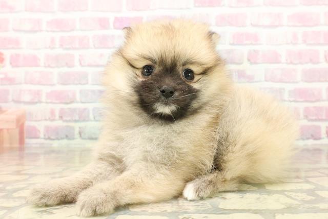 東京都のポメラニアン (Coo&RIKU東久留米店/2025年10月6日生まれ/女の子/オレンジ)の子犬の2枚目の画像