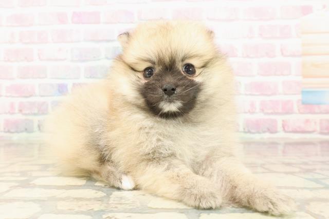 東京都のポメラニアン (Coo&RIKU東久留米店/2025年10月6日生まれ/女の子/オレンジ)の子犬の3枚目の画像