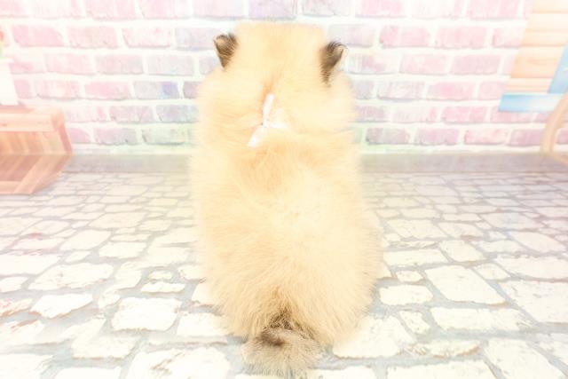 東京都のポメラニアン (Coo&RIKU東久留米店/2025年10月6日生まれ/女の子/オレンジ)の子犬の4枚目の画像