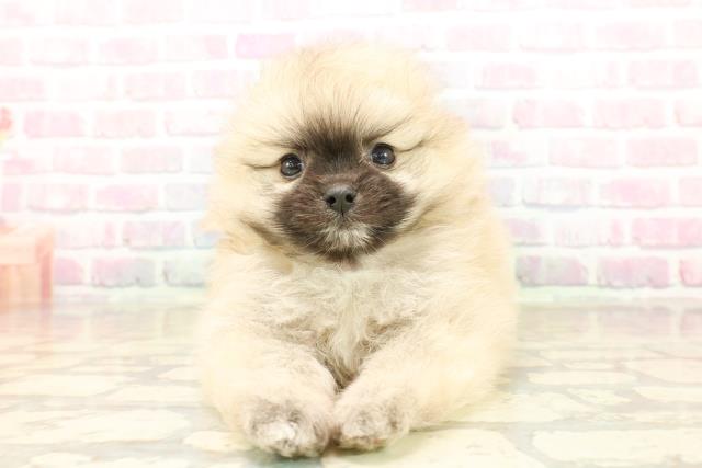 千葉県のポメラニアン (Coo&RIKU南柏店/2025年10月6日生まれ/女の子/オレンジ)の子犬の1枚目の画像