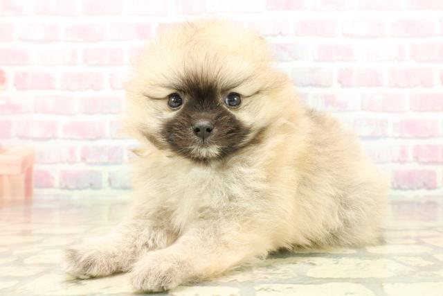 千葉県のポメラニアン (Coo&RIKU南柏店/2025年10月6日生まれ/女の子/オレンジ)の子犬の2枚目の画像