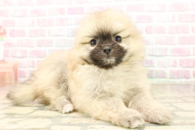 千葉県のポメラニアン (Coo&RIKU南柏店/2025年10月6日生まれ/女の子/オレンジ)の子犬の3枚目の画像