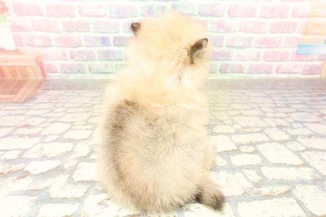千葉県のポメラニアン (Coo&RIKU南柏店/2025年10月6日生まれ/女の子/オレンジ)の子犬の4枚目の画像