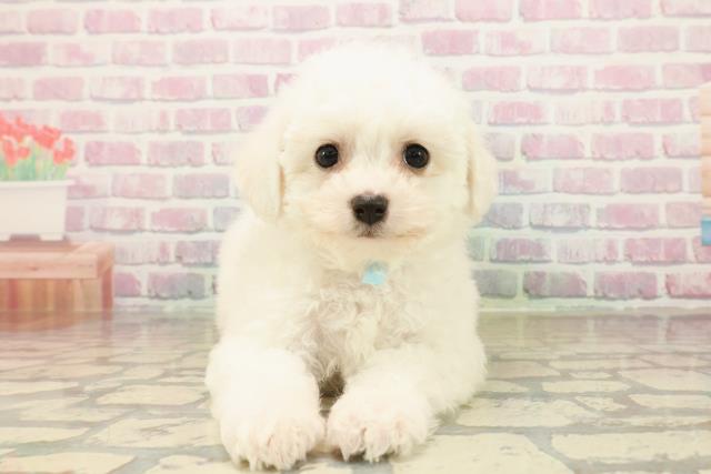 ビション・フリーゼ