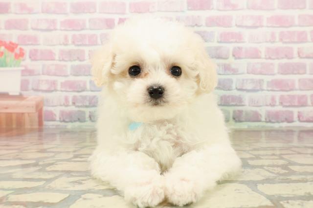 千葉県のビションフリーゼ (Coo&RIKU若葉都賀店/2025年10月5日生まれ/男の子/ホワイト)の子犬の1枚目の画像