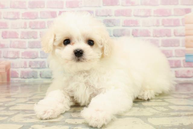 千葉県のビションフリーゼ (Coo&RIKU若葉都賀店/2025年10月5日生まれ/男の子/ホワイト)の子犬の2枚目の画像