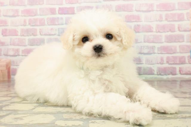 千葉県のビションフリーゼ (Coo&RIKU若葉都賀店/2025年10月5日生まれ/男の子/ホワイト)の子犬の3枚目の画像