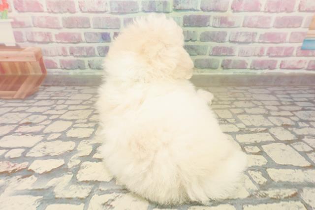 千葉県のビションフリーゼ (Coo&RIKU若葉都賀店/2025年10月5日生まれ/男の子/ホワイト)の子犬の4枚目の画像