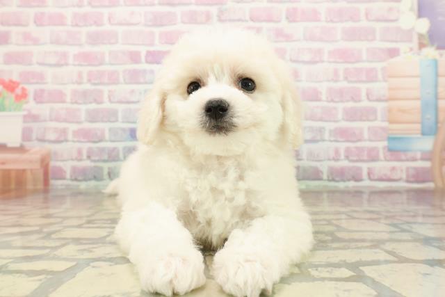 東京都のビションフリーゼ (Coo&RIKU江戸川店/2025年10月5日生まれ/女の子/ホワイト)の子犬の1枚目の画像