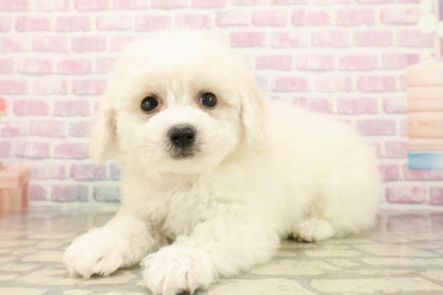 東京都のビションフリーゼ (Coo&RIKU江戸川店/2025年10月5日生まれ/女の子/ホワイト)の子犬の2枚目の画像