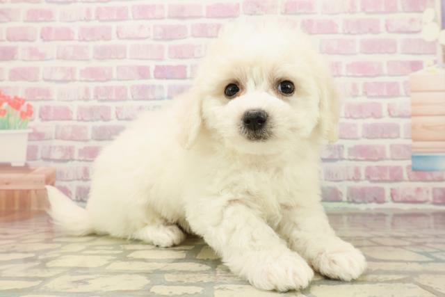 東京都のビションフリーゼ (Coo&RIKU江戸川店/2025年10月5日生まれ/女の子/ホワイト)の子犬の3枚目の画像