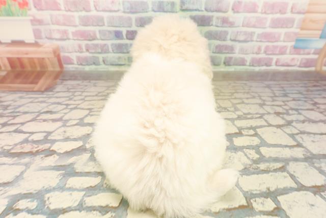 東京都のビションフリーゼ (Coo&RIKU江戸川店/2025年10月5日生まれ/女の子/ホワイト)の子犬の4枚目の画像