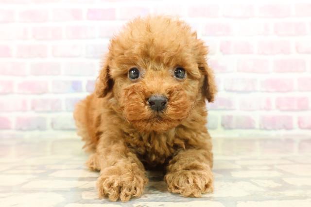 東京都のトイプードル(トイ) (Coo&RIKUフレスポ住吉店/2025年10月8日生まれ/男の子/レッド)の子犬