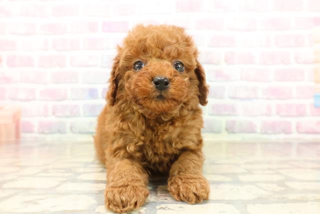 トイ・プードル