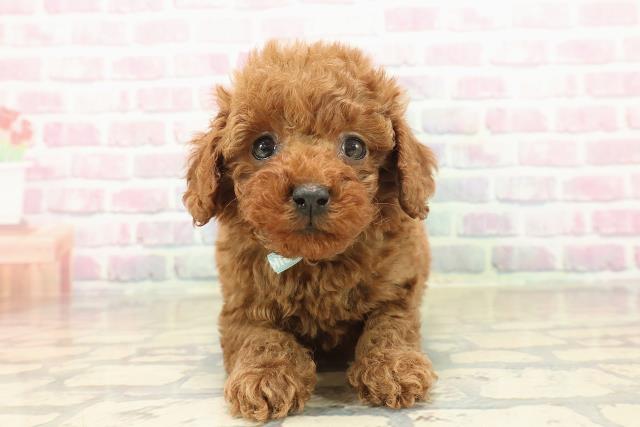 茨城県のトイプードル(トイ) (Coo&RIKUコメリパワーつくば西店/2025年10月8日生まれ/男の子/レッド)の子犬