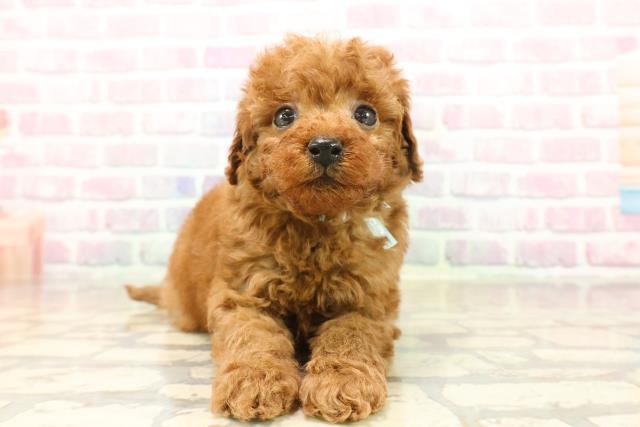 東京都のトイプードル(トイ) (Coo&RIKU足立本店/2025年10月8日生まれ/男の子/レッド)の子犬