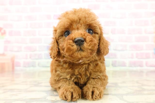 東京都のトイプードル(トイ) (Coo&RIKU下北沢店/2025年10月8日生まれ/女の子/レッド)の子犬