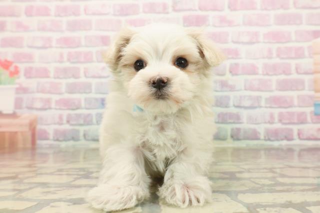 東京都のマルチーズ (Coo&RIKU武蔵小山店/2025年10月8日生まれ/男の子/ホワイト)の子犬の1枚目の画像