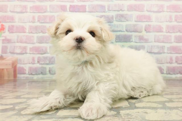 東京都のマルチーズ (Coo&RIKU武蔵小山店/2025年10月8日生まれ/男の子/ホワイト)の子犬の2枚目の画像