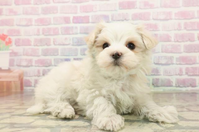 東京都のマルチーズ (Coo&RIKU武蔵小山店/2025年10月8日生まれ/男の子/ホワイト)の子犬の3枚目の画像