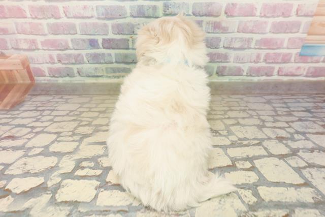 東京都のマルチーズ (Coo&RIKU武蔵小山店/2025年10月8日生まれ/男の子/ホワイト)の子犬の4枚目の画像