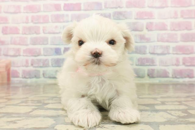 東京都のマルチーズ (Coo&RIKU三軒茶屋店/2025年10月8日生まれ/女の子/ホワイト)の子犬