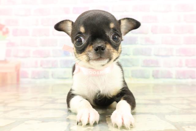 東京都のチワワ(スムース) (Coo&RIKU高円寺店/2025年10月3日生まれ/女の子/ブラックタンホワイト)の子犬の1枚目の画像