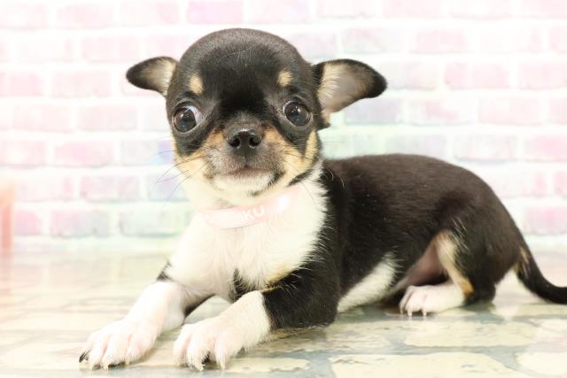 東京都のチワワ(スムース) (Coo&RIKU高円寺店/2025年10月3日生まれ/女の子/ブラックタンホワイト)の子犬の2枚目の画像