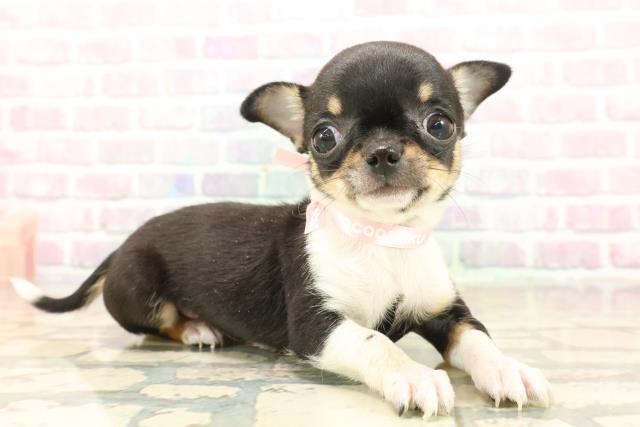 東京都のチワワ(スムース) (Coo&RIKU高円寺店/2025年10月3日生まれ/女の子/ブラックタンホワイト)の子犬の3枚目の画像