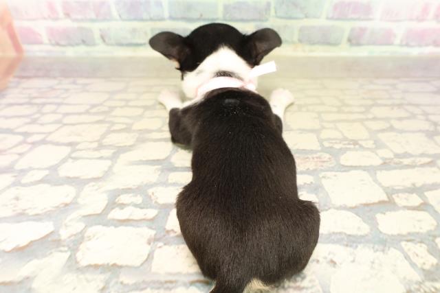 東京都のチワワ(スムース) (Coo&RIKU高円寺店/2025年10月3日生まれ/女の子/ブラックタンホワイト)の子犬の4枚目の画像