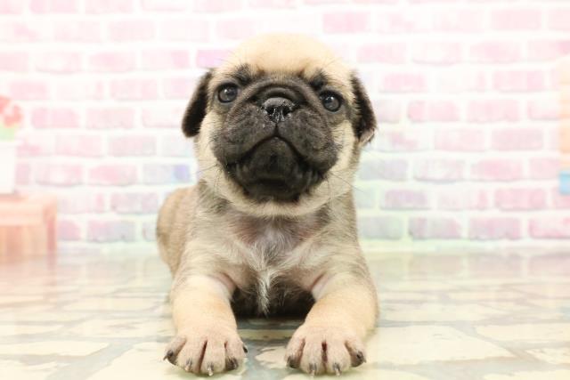 東京都のパグ (Coo&RIKUフレスポ住吉店/2025年10月6日生まれ/男の子/フォーン)の子犬