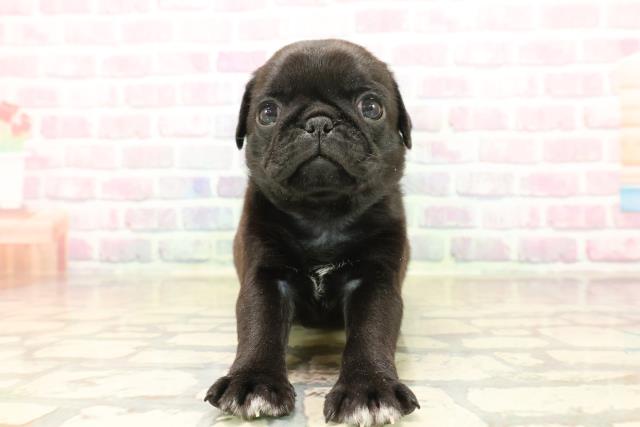 東京都のパグ (Coo&RIKU新小岩店/2025年10月6日生まれ/男の子/ブラック)の子犬