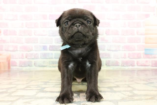 東京都のパグ (Coo&RIKU赤坂店/2025年10月6日生まれ/男の子/ブラック)の子犬