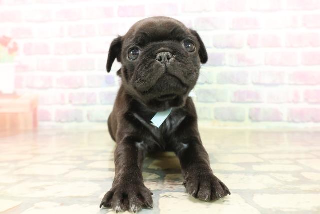 東京都のパグ (Coo&RIKU高円寺店/2025年10月6日生まれ/男の子/ブラック)の子犬