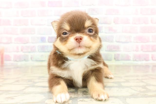 神奈川県のチワワ(ロング) (Coo&RIKUパウ川崎店/2025年10月8日生まれ/男の子/チョコレートタンホワイト)の子犬の1枚目の画像