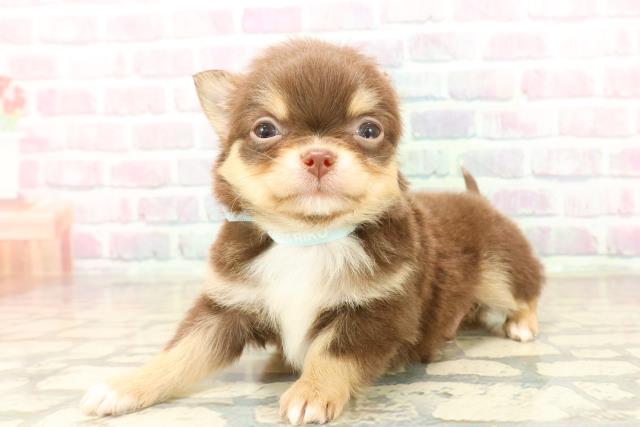 神奈川県のチワワ(ロング) (Coo&RIKUパウ川崎店/2025年10月8日生まれ/男の子/チョコレートタンホワイト)の子犬の2枚目の画像