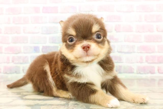 神奈川県のチワワ(ロング) (Coo&RIKUパウ川崎店/2025年10月8日生まれ/男の子/チョコレートタンホワイト)の子犬の3枚目の画像