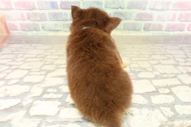 神奈川県のチワワ(ロング) (Coo&RIKUパウ川崎店/2025年10月8日生まれ/男の子/チョコレートタンホワイト)の子犬の4枚目の画像