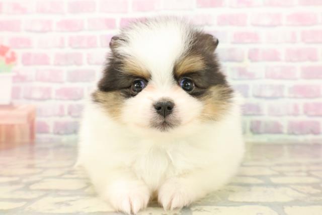 東京都のポメラニアン (Coo&RIKUフレスポ住吉店/2025年10月7日生まれ/男の子/ブラックタンホワイト)の子犬の1枚目の画像