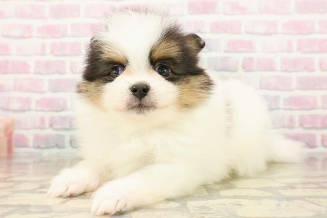 東京都のポメラニアン (Coo&RIKUフレスポ住吉店/2025年10月7日生まれ/男の子/ブラックタンホワイト)の子犬の2枚目の画像