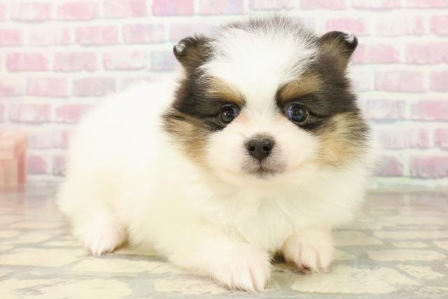 東京都のポメラニアン (Coo&RIKUフレスポ住吉店/2025年10月7日生まれ/男の子/ブラックタンホワイト)の子犬の3枚目の画像