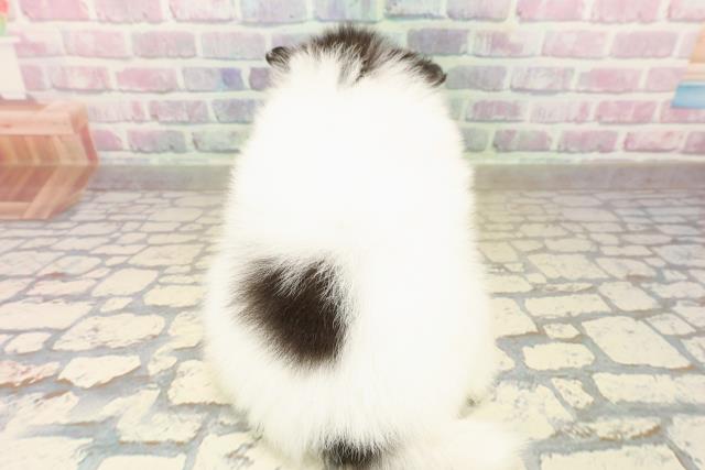 東京都のポメラニアン (Coo&RIKUフレスポ住吉店/2025年10月7日生まれ/男の子/ブラックタンホワイト)の子犬の4枚目の画像