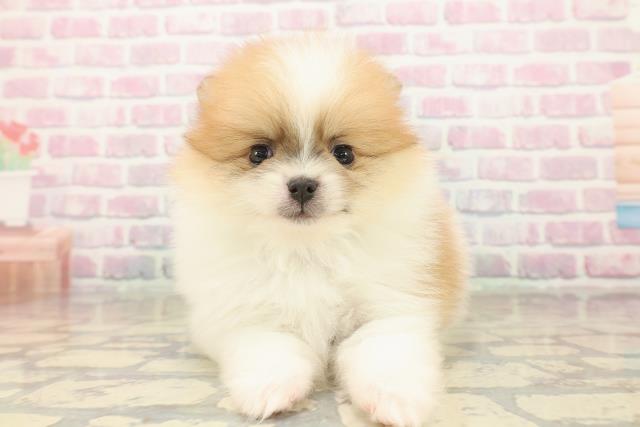 東京都のポメラニアン (Coo&RIKU武蔵小山店/2025年10月7日生まれ/男の子/パーティーカラー)の子犬の1枚目の画像