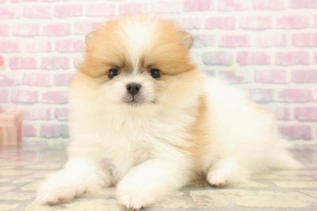 東京都のポメラニアン (Coo&RIKU武蔵小山店/2025年10月7日生まれ/男の子/パーティーカラー)の子犬の2枚目の画像