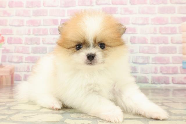 東京都のポメラニアン (Coo&RIKU武蔵小山店/2025年10月7日生まれ/男の子/パーティーカラー)の子犬の3枚目の画像