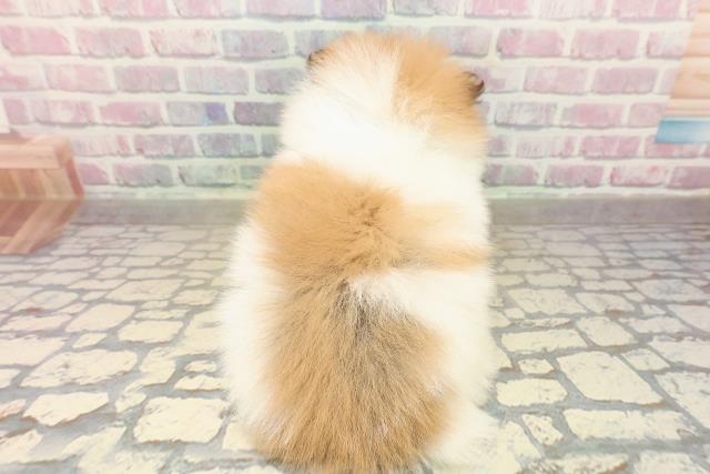 東京都のポメラニアン (Coo&RIKU武蔵小山店/2025年10月7日生まれ/男の子/パーティーカラー)の子犬の4枚目の画像