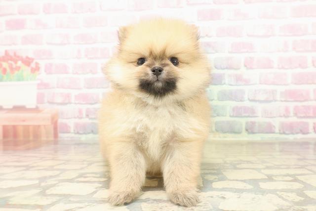 東京都のポメラニアン (Coo&RIKU新小岩店/2025年10月7日生まれ/男の子/オレンジ)の子犬の1枚目の画像