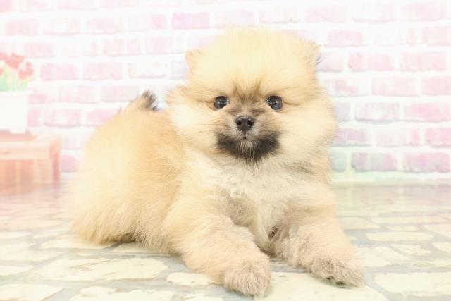 東京都のポメラニアン (Coo&RIKU新小岩店/2025年10月7日生まれ/男の子/オレンジ)の子犬の3枚目の画像