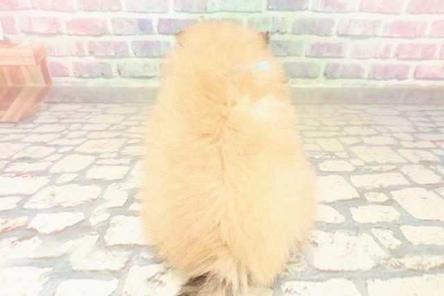 東京都のポメラニアン (Coo&RIKU新小岩店/2025年10月7日生まれ/男の子/オレンジ)の子犬の4枚目の画像